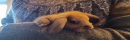 Mini Lop rabbits for sale: Mini lops  - Advert 4