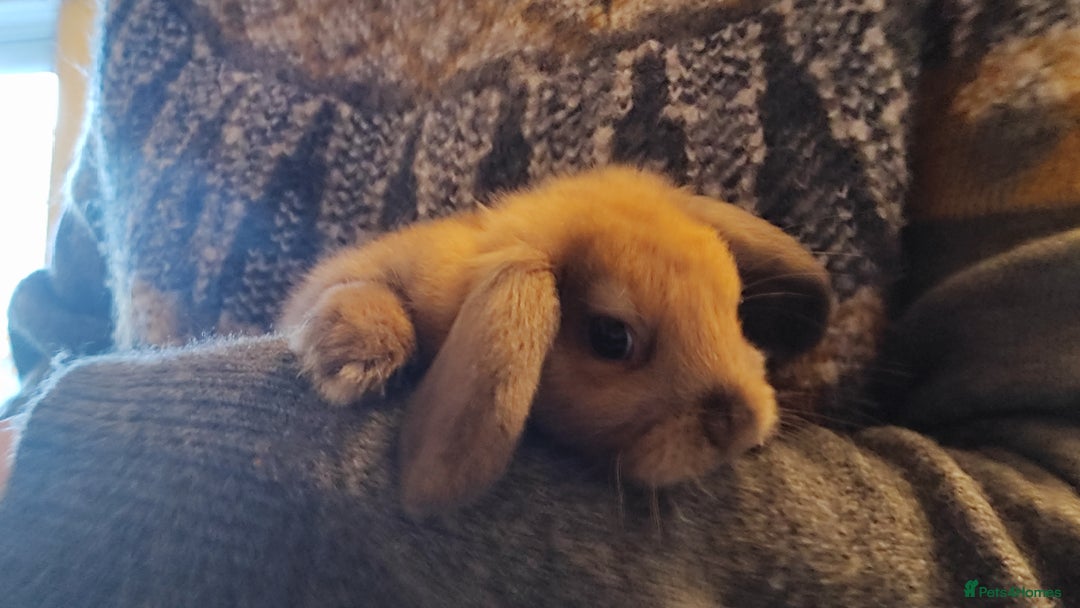 Mini Lop rabbits for sale: Mini lops  - Advert 4