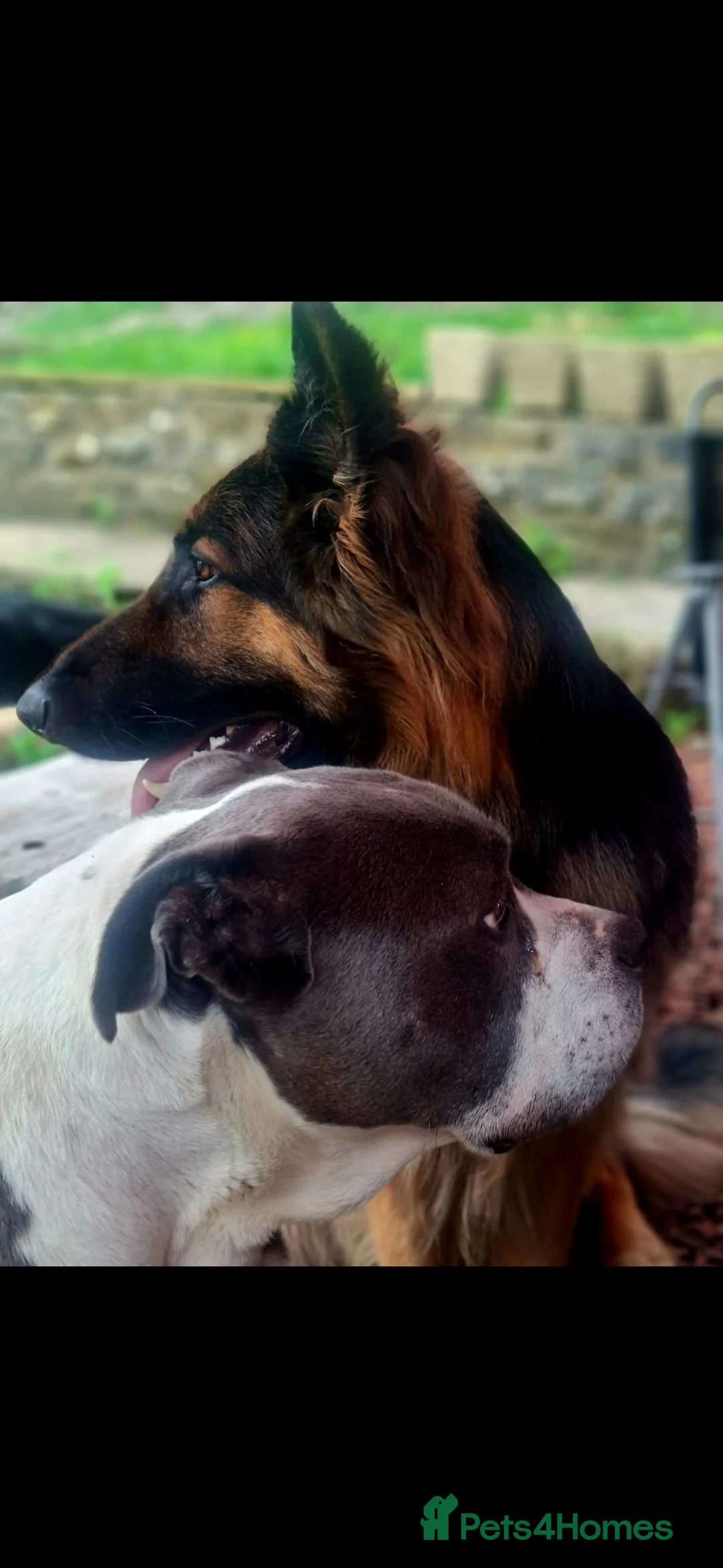 German Shepherd dogs for stud: Beverly Elliott  in Jarrow - Advert 2