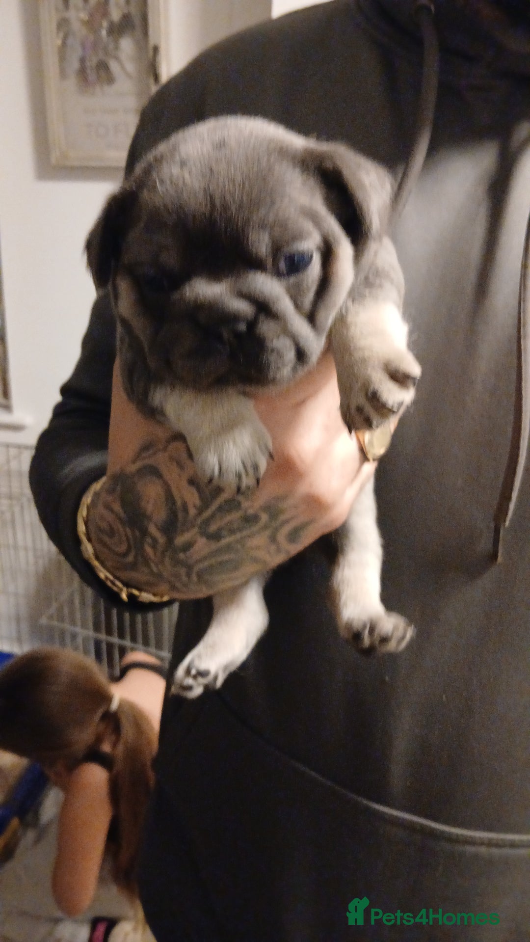 French Bulldog dogs for sale: French Bulldog Merles carrying fluffy ready to go. - Advert 10