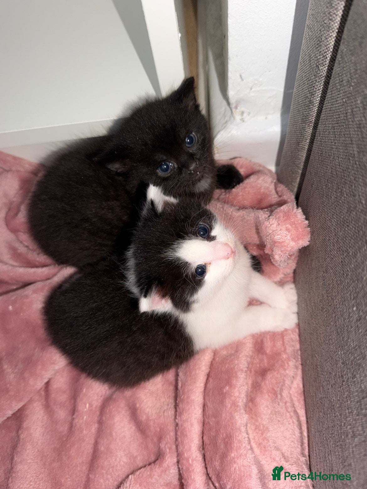 Mixed Breed cats Beautiful, playful kittens - Advert 1
