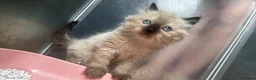 Ragdoll cats for sale: Ragdoll kittens  - Advert 27