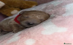 Cockapoo dogs for sale: 🌸3 gorgeous Chunky Cockapoos 🌸 - Image 27