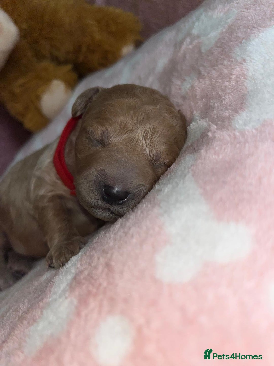 Cockapoo dogs for sale: 🌸3 gorgeous Chunky Cockapoos 🌸 - Image 27