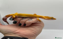 Gecko reptiles for sale: Leopard Gecko with Enclosure - Image 4