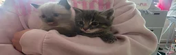 Mixed Breed cats for sale: Half forest cat kittens  - Advert 4