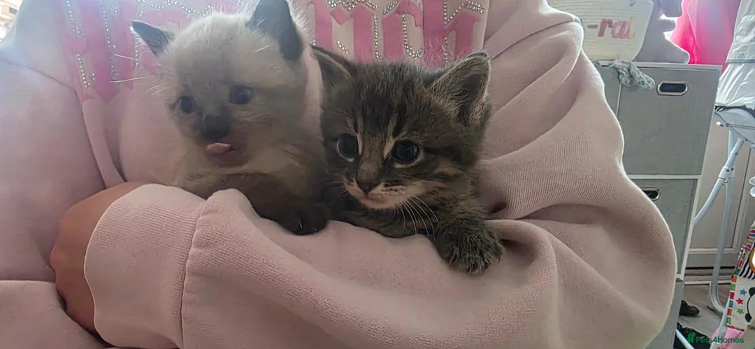 Mixed Breed cats for sale: Half forest cat kittens  - Advert 4