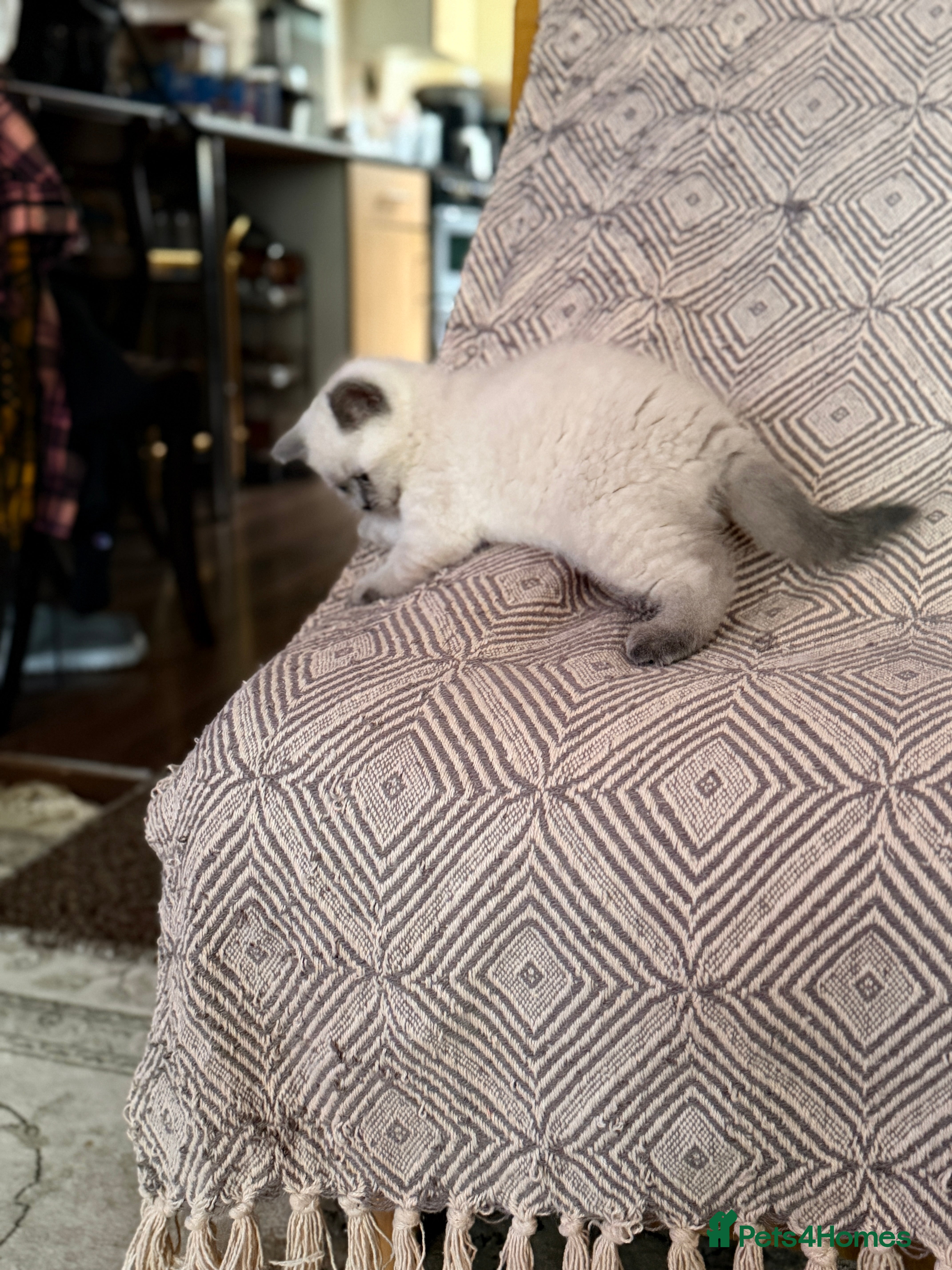 British Shorthair cats British Shorthair Kittens🐻 - Advert 2