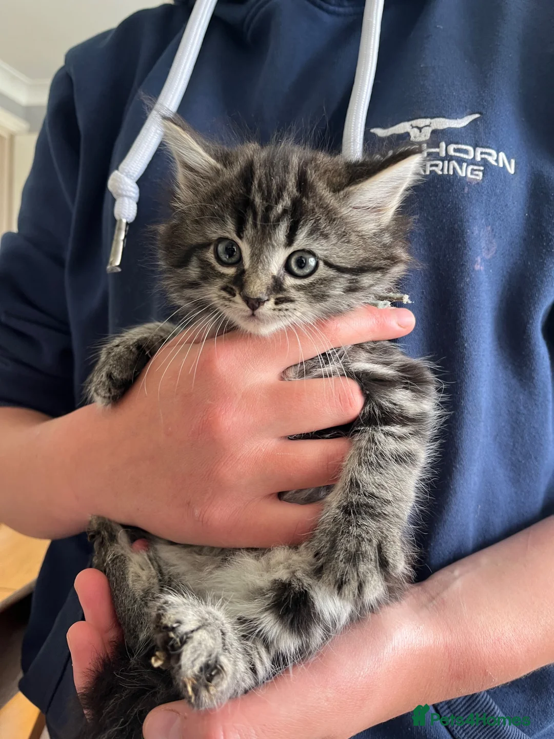 Mixed Breed cats for sale: Long haired kittens - Advert 1