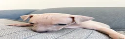 Italian Greyhound dogs for sale: Health tested KC reg Italian Greyhound Puppies  - Advert 7