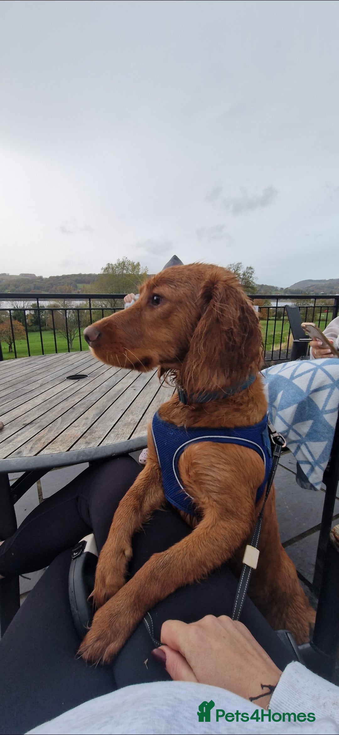 Cocker Spaniel dogs for sale: Milo 9 month old male cocker spaniel - Advert 1