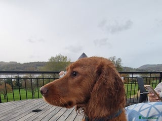 Cocker Spaniel dogs Milo 9 month old male cocker spaniel - Advert 3