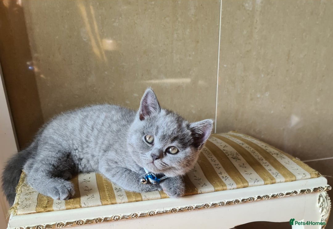 British Shorthair cats for sale: Both parents pedigreesTICA pedigree-dad5xchampion  - Image 13