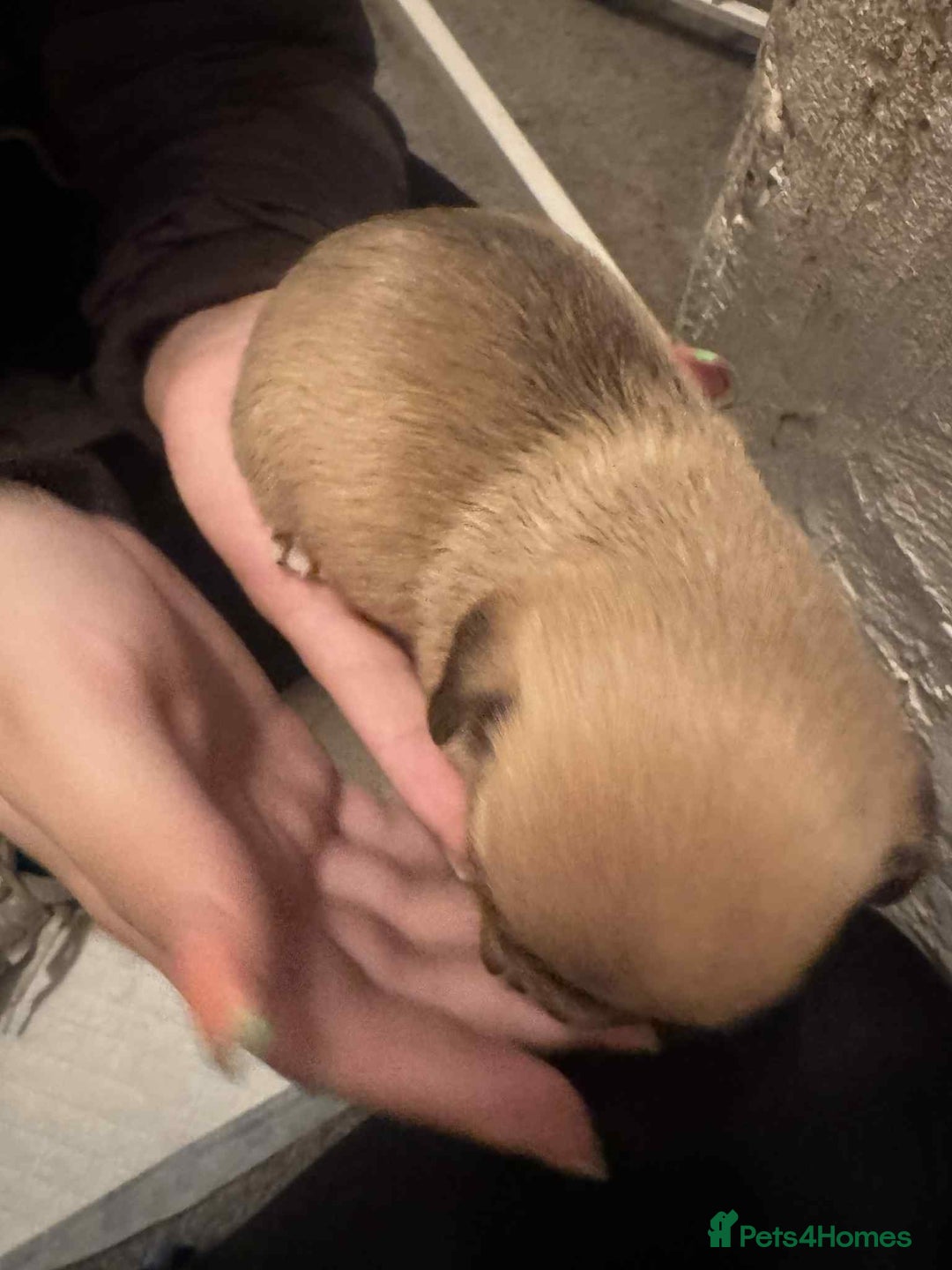 Chihuahua dogs for sale: Chihuahua girl pups  - Image 13