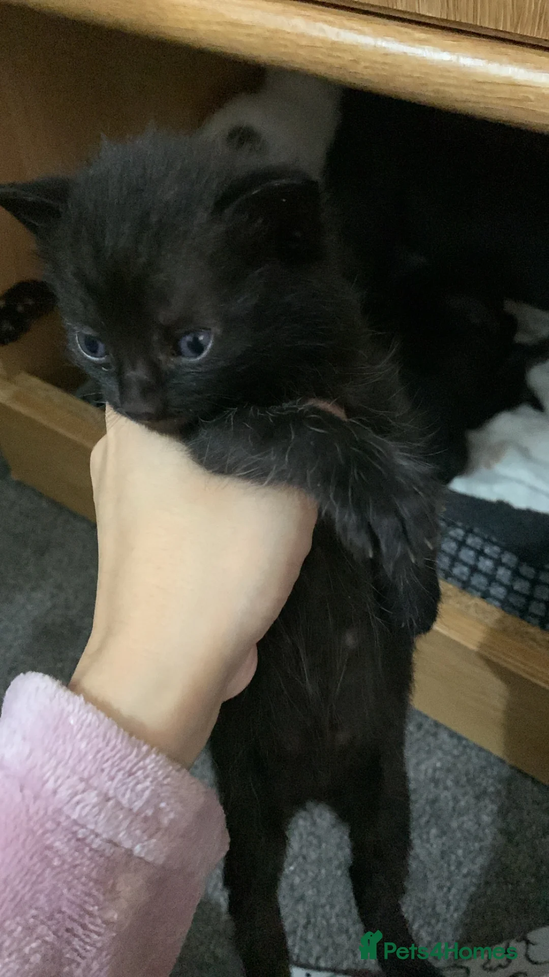 Mixed Breed cats for sale: I have just one left  - Advert 3