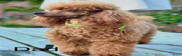 Cavapoo dogs for sale: 💙F1 FULLY HEALTH TESTED CAVAPOO💙Licensed Breeder - Advert 10