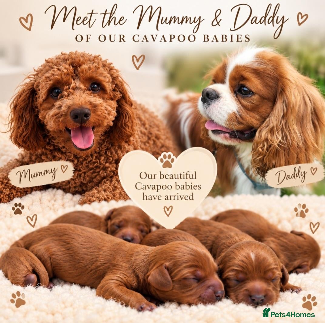 Cavapoo dogs F1 cavapoo litter  - Advert 5