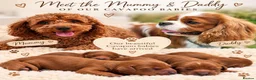 Cavapoo dogs for sale: F1 cavapoo litter  - Advert 1