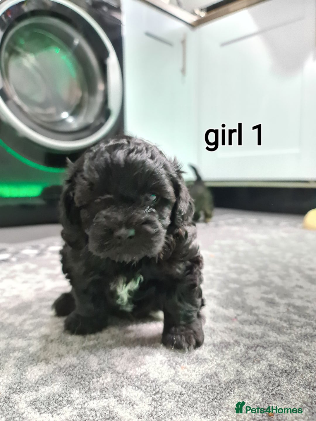 Shihpoo dogs for sale: Absolutely stunning F1 shihpoo puppies  - Image 4