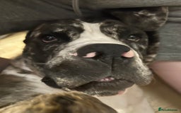 Cane Corso dogs for sale: Cane corso - Image 4