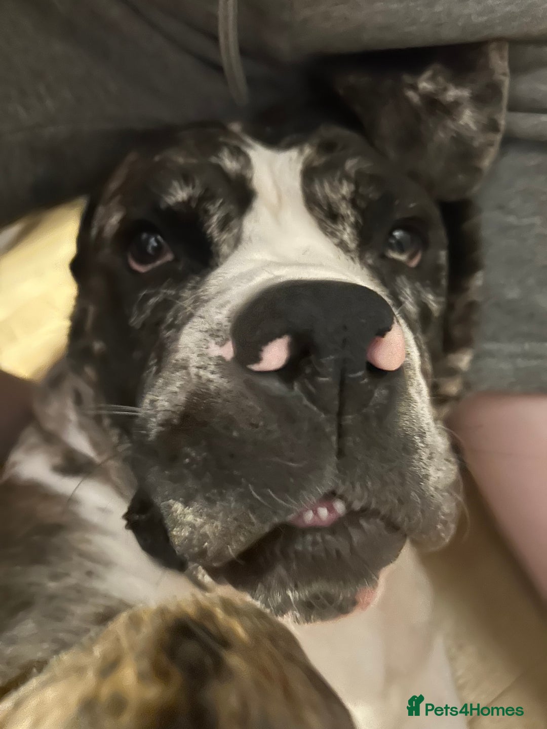 Cane Corso dogs for sale: Cane corso - Image 4