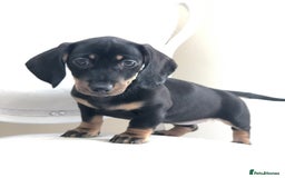 Miniature Dachshund dogs for sale: Kc reg min  Dachshund babies  - Image 17