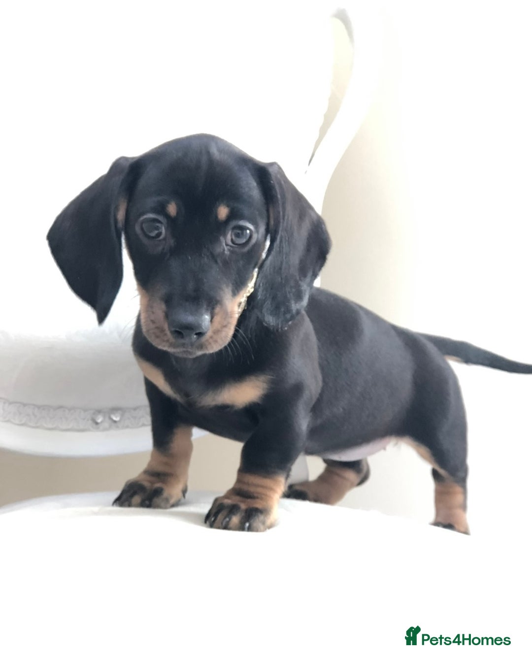 Miniature Dachshund dogs for sale: Kc reg min  Dachshund babies  - Image 17
