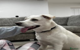 Mixed Breed dogs for sale: Forever home needed - Image 4