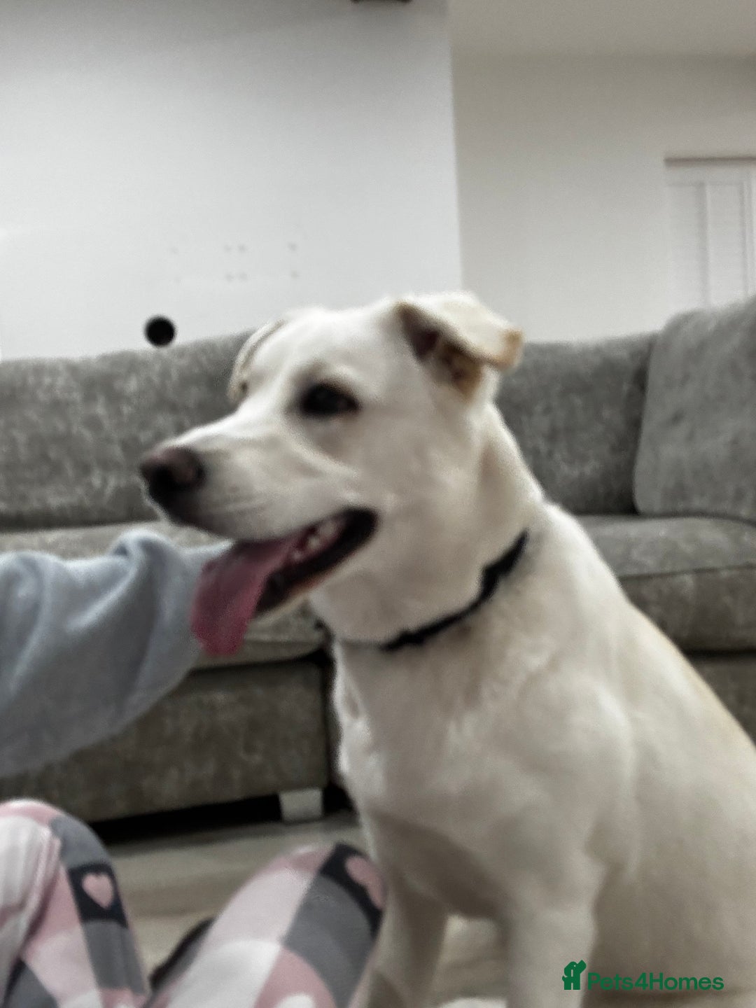 Mixed Breed dogs for sale: Forever home needed - Image 4