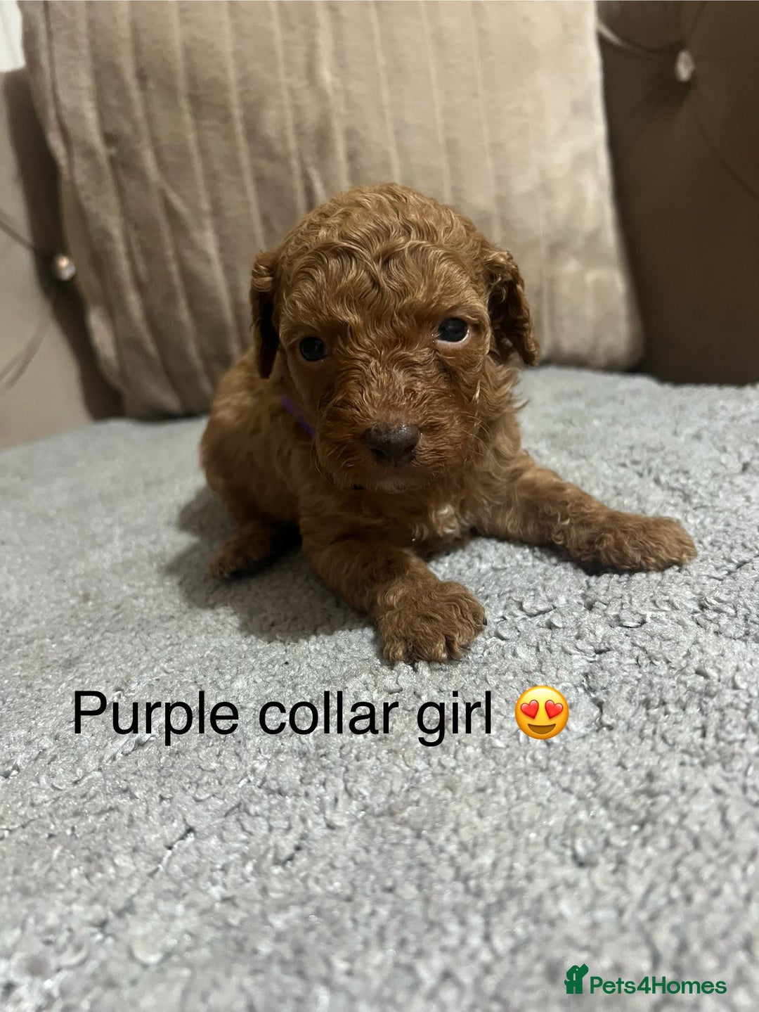 Cavapoo dogs for sale: Cavapoos ready 22nd January  - Advert 16