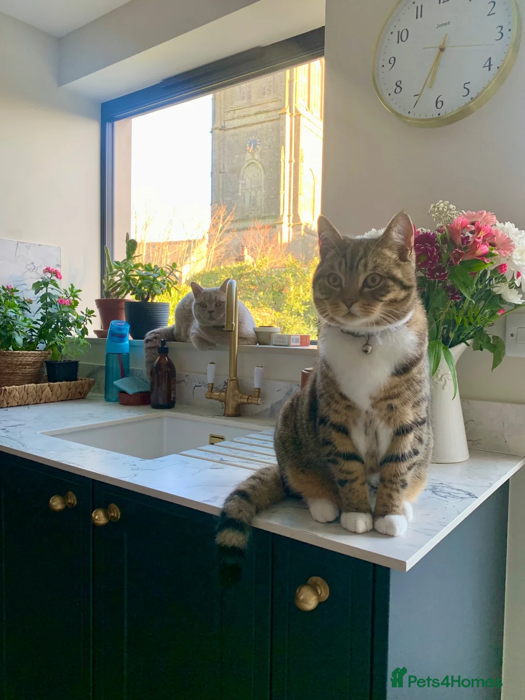 British Shorthair cats for sale: 2 beautiful male cats in Truro - Advert 2