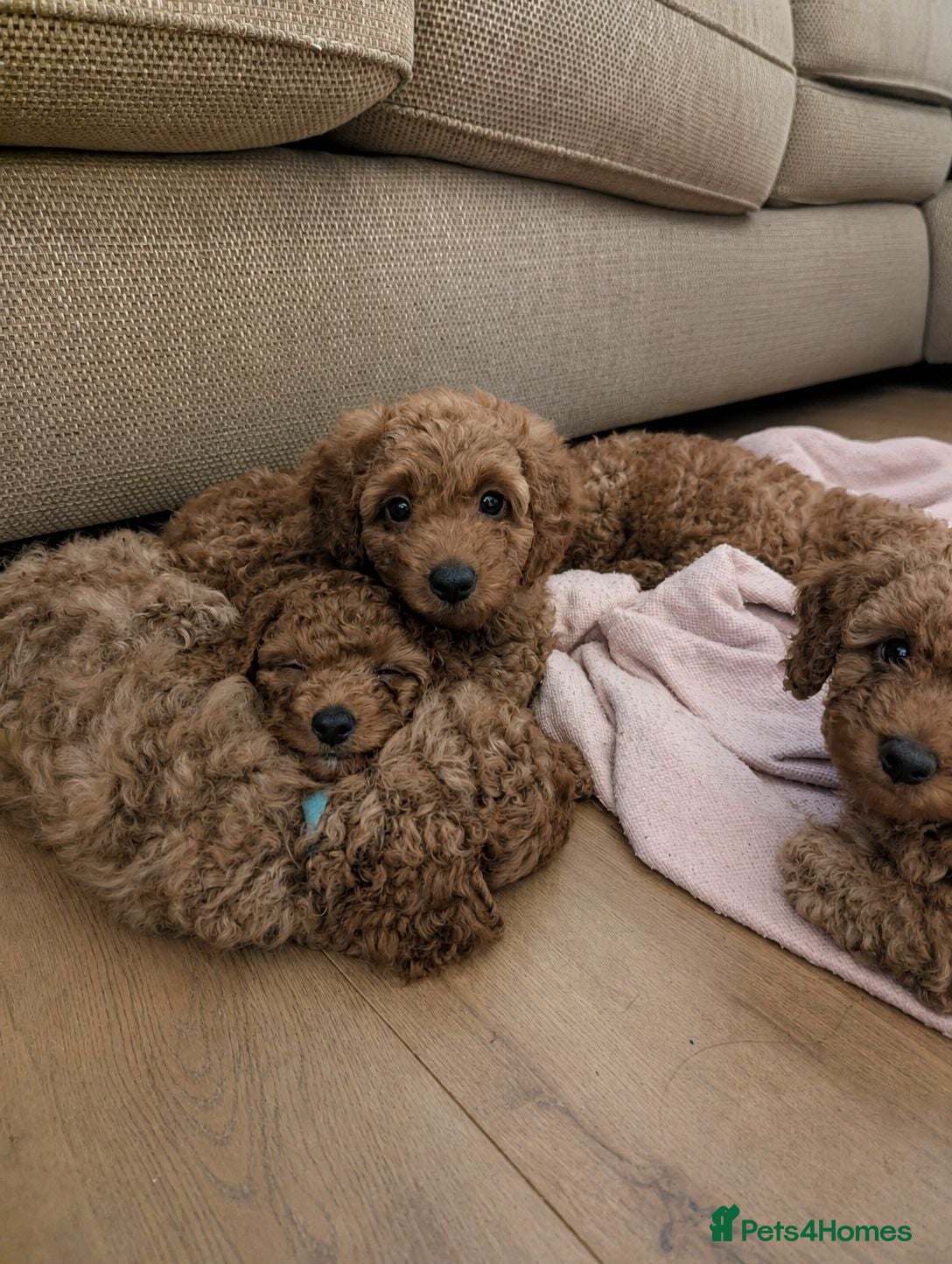 Labradoodle dogs F1B miniature labradoodle  - Advert 2