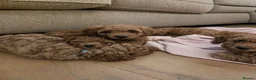 Labradoodle dogs for sale: F1B miniature labradoodle  - Advert 2