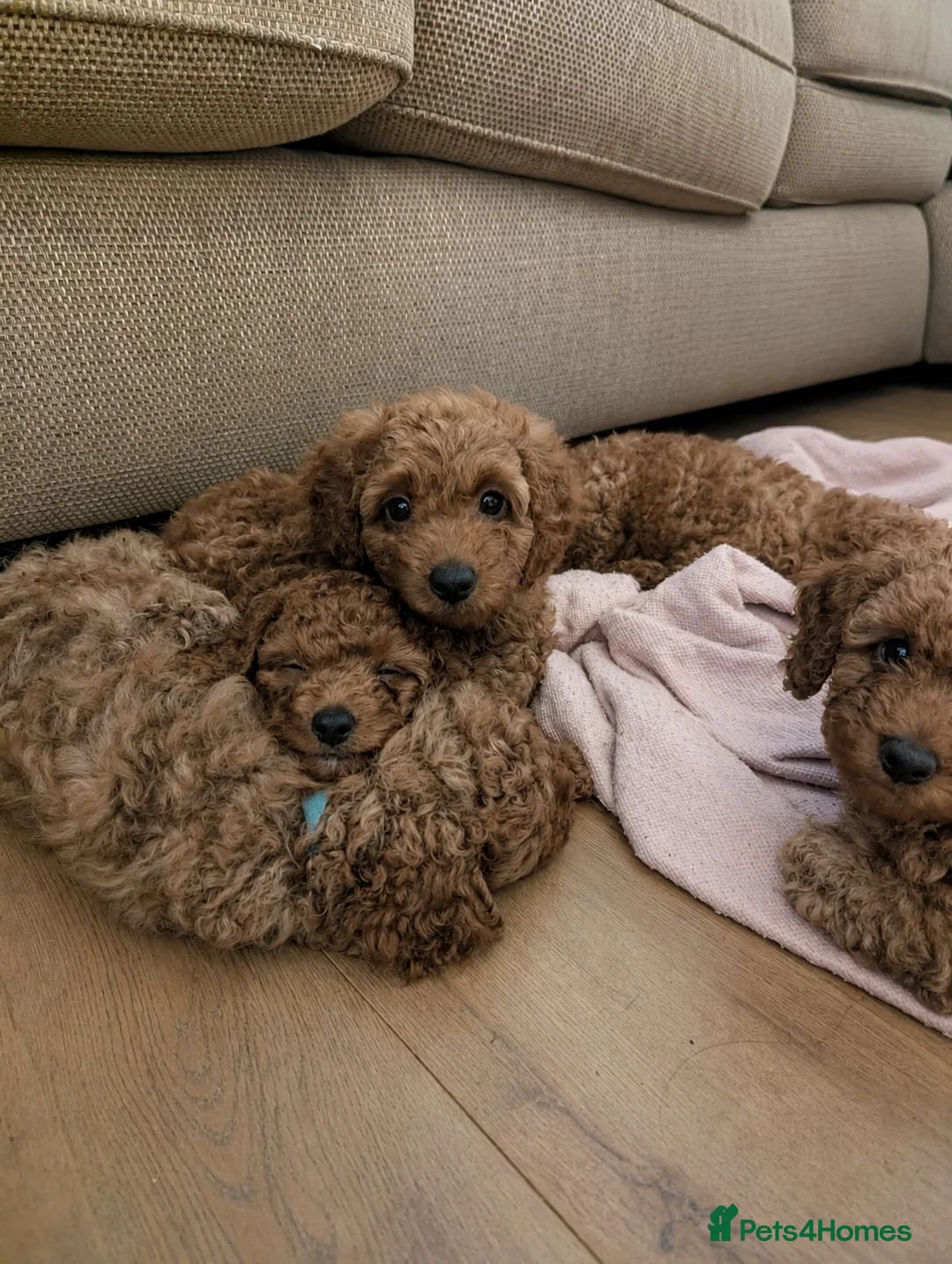 Labradoodle dogs for sale: F1B miniature labradoodle  - Advert 2