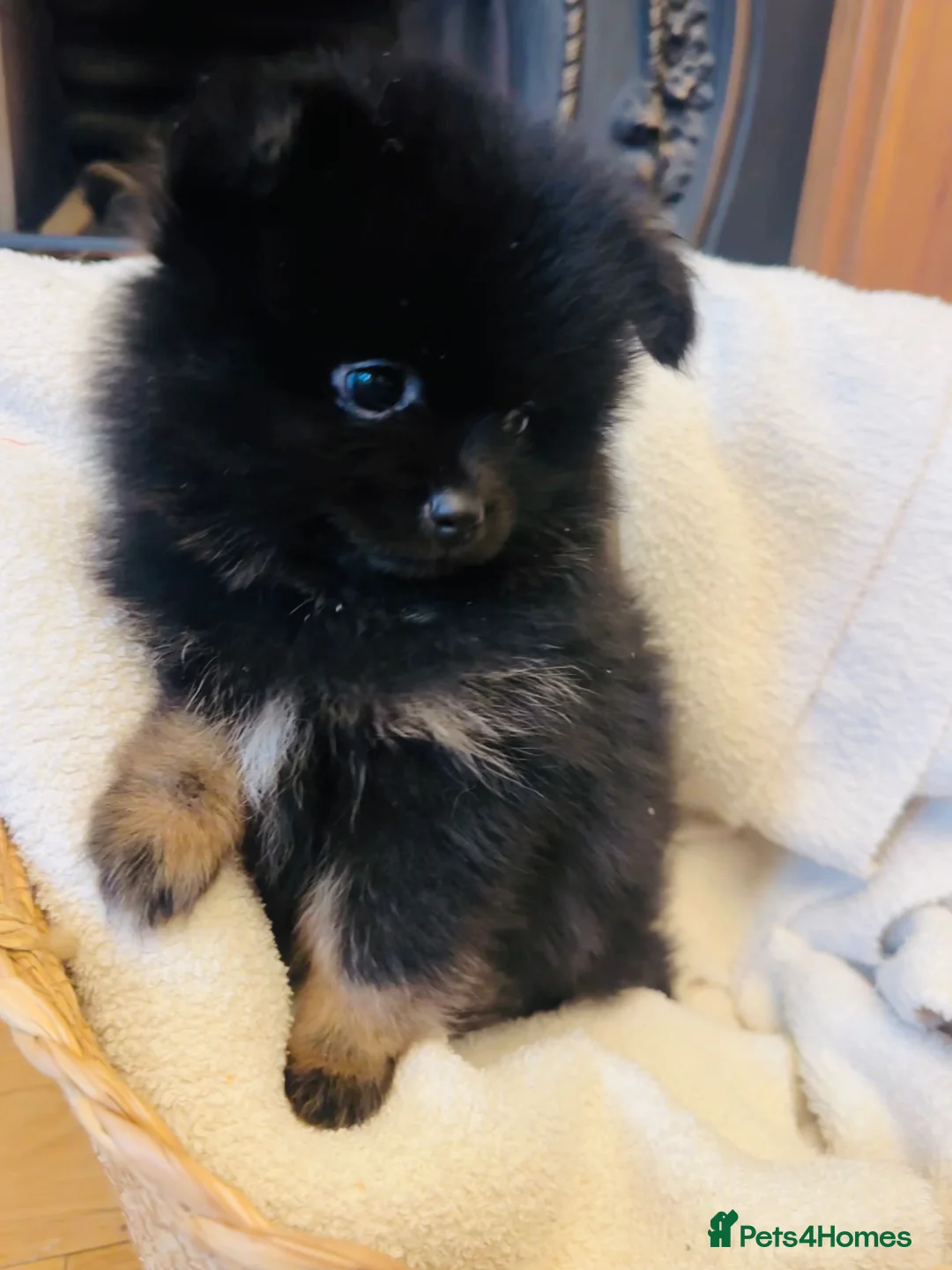 Pomeranian dogs for sale: Teddy bear face Pomeranian Pups in Liverpool - Advert 11