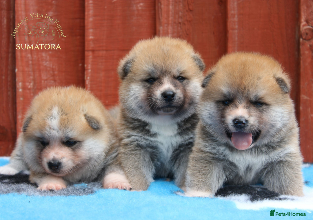 Japanese Akita Inu dogs for sale: ♥OUR PUPPIES ARRIVED♥ in Builth Wells - Image 9