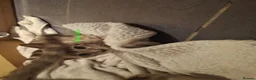 Bengal cats for sale: Snow mink bengals ready now - Advert 8