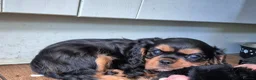 Cavalier King Charles Spaniel dogs for sale: *LASY BOY* *READY * Cavalier King Charles Puppies  - Advert 14