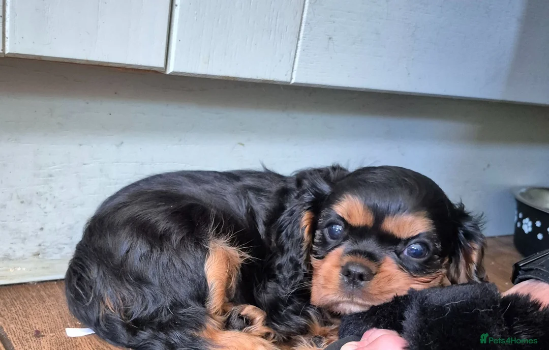 Cavalier King Charles Spaniel dogs for sale: *LASY BOY* *READY * Cavalier King Charles Puppies  - Advert 2
