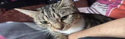 Mixed Breed cats for sale: Brown Tabby cat up for adoption!<3 in Oxford - Advert 3
