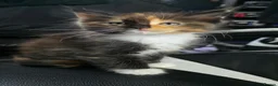 Maine Coon cats for sale: Beautiful Maine Coon Kittens for Sale – Ready Now! - Advert 3