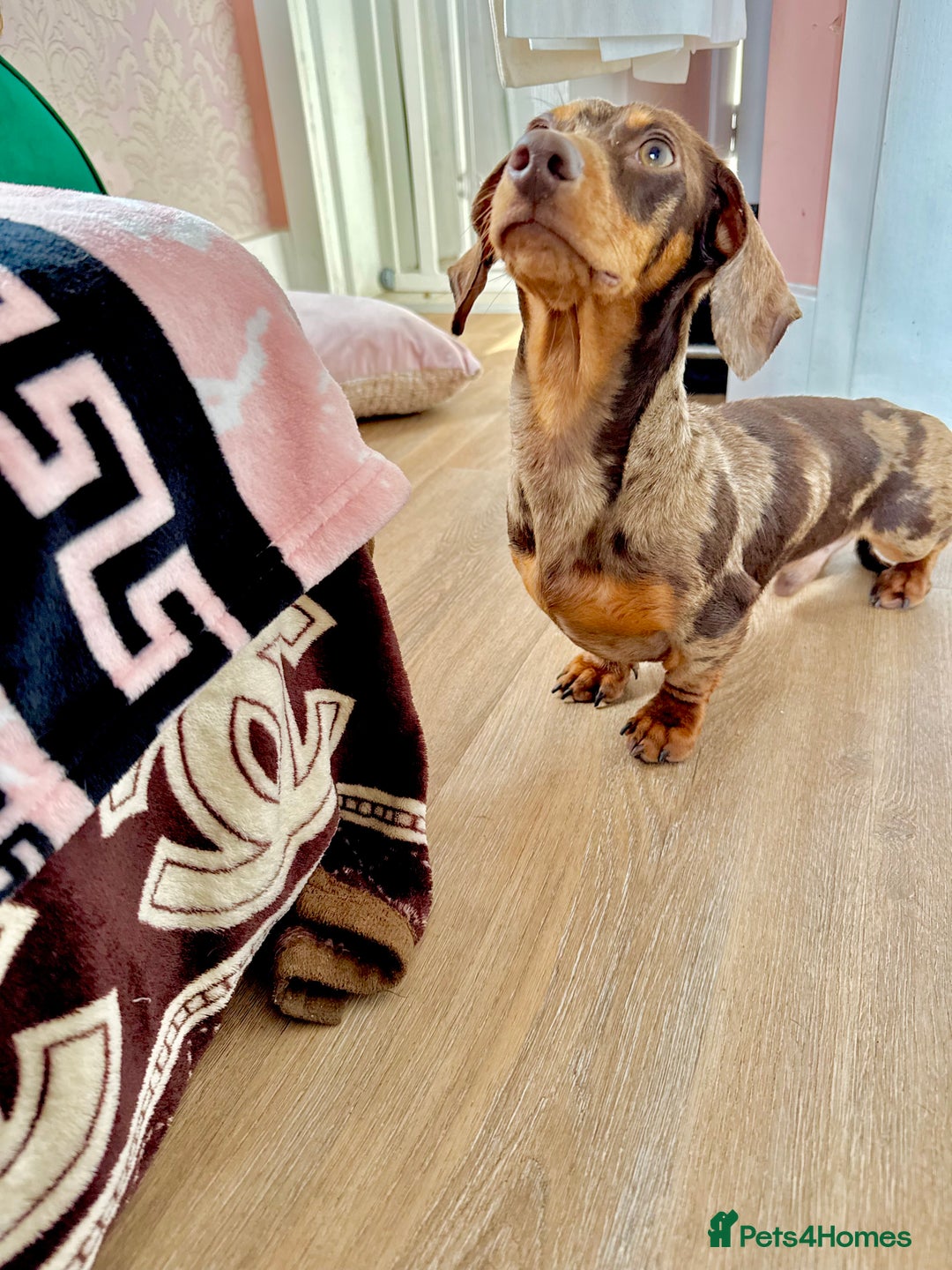 Miniature Dachshund dogs for stud: Very small mini Kc reg Health tested proven boy  in Accrington - Advert 7