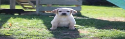 Springador dogs for sale: Springador puppies in Sandringham - Advert 3