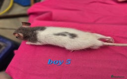 Rat rodents for sale: Male rats available - Image 2