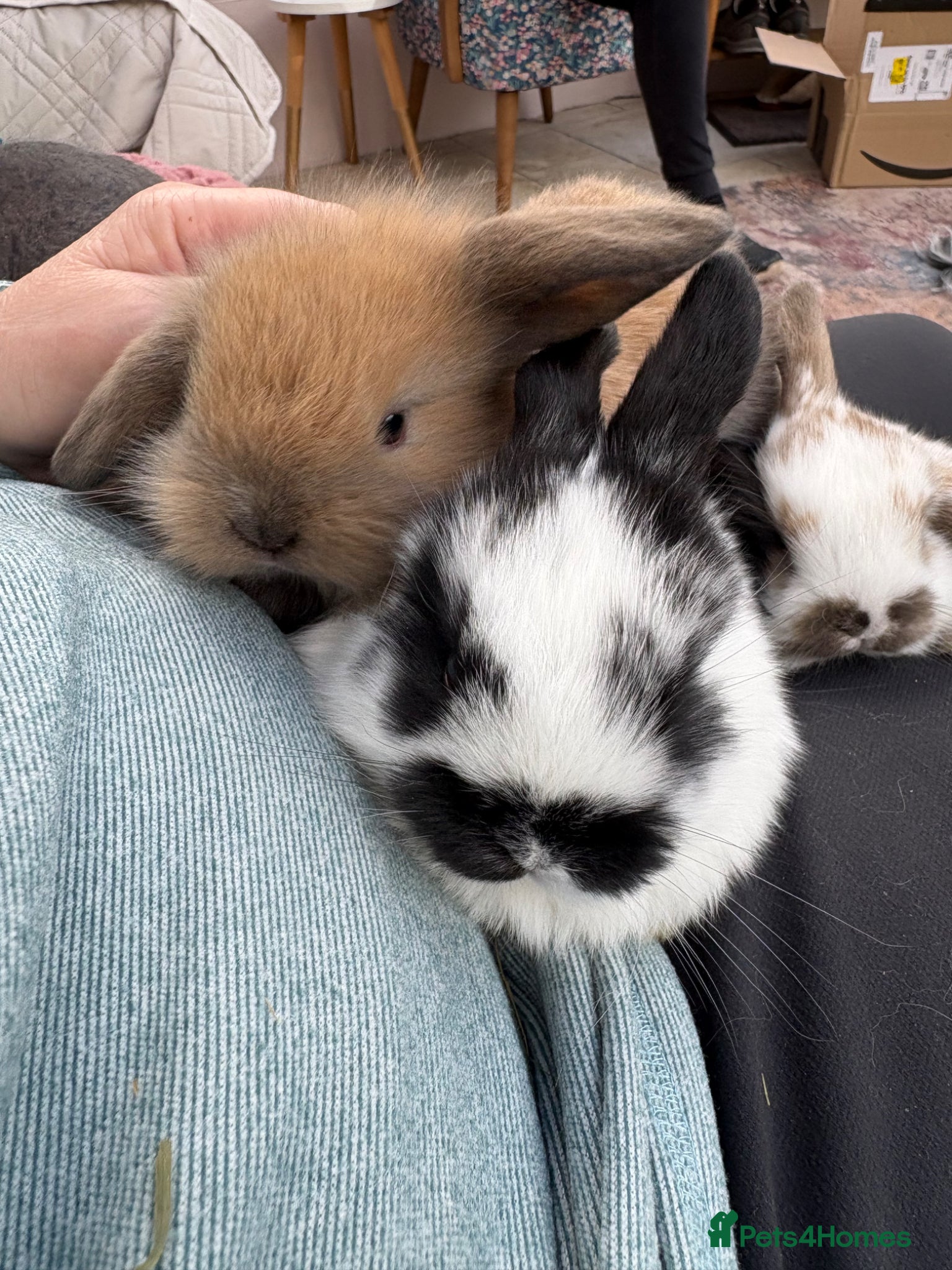 Mini Lop rabbits Raised indoors Mini lops/lion lops-vaccinated  - Advert 1