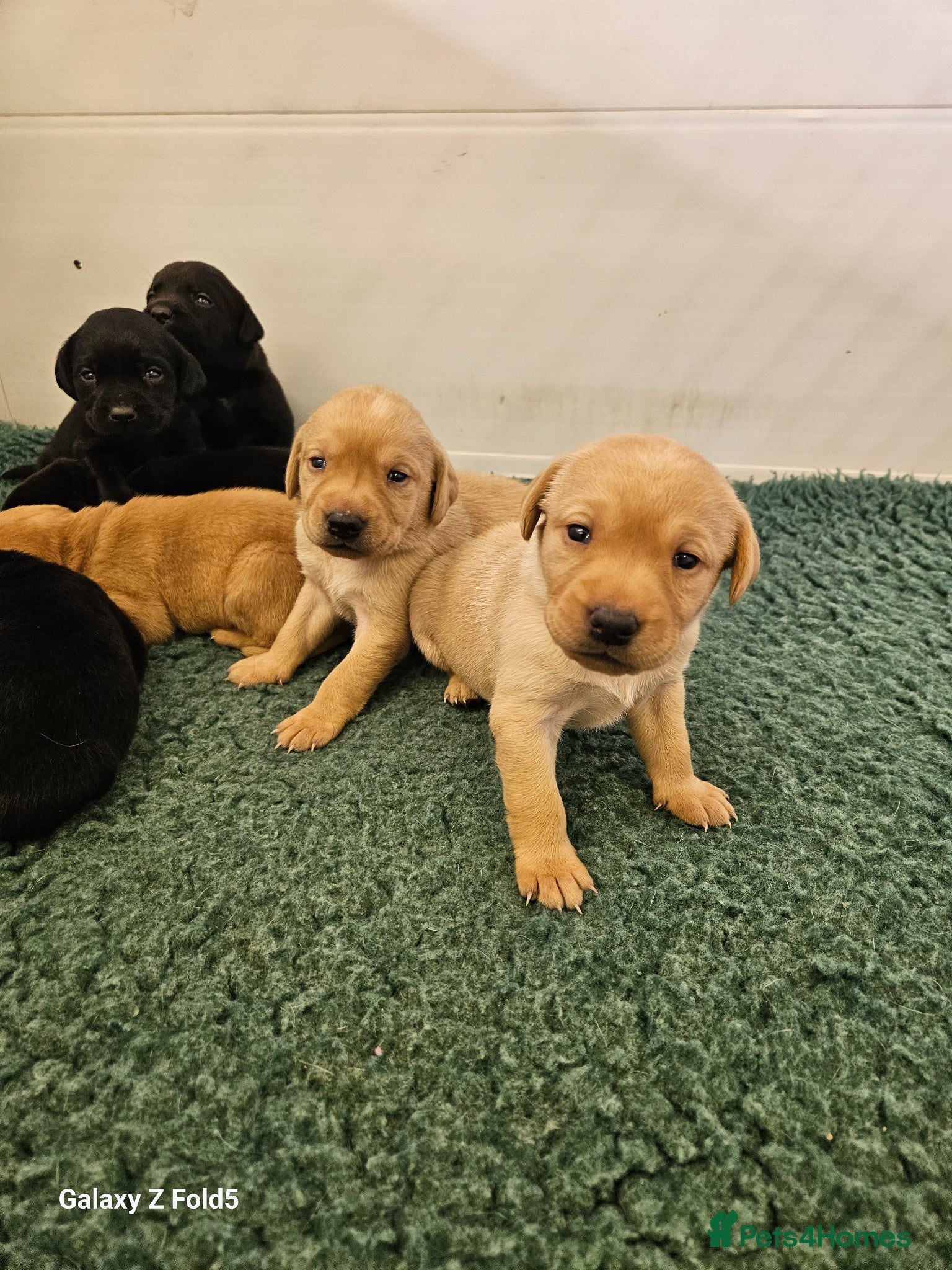 Labrador Retriever dogs Stunning Litter KC Reg  Red, Yellow & Black - Advert 2