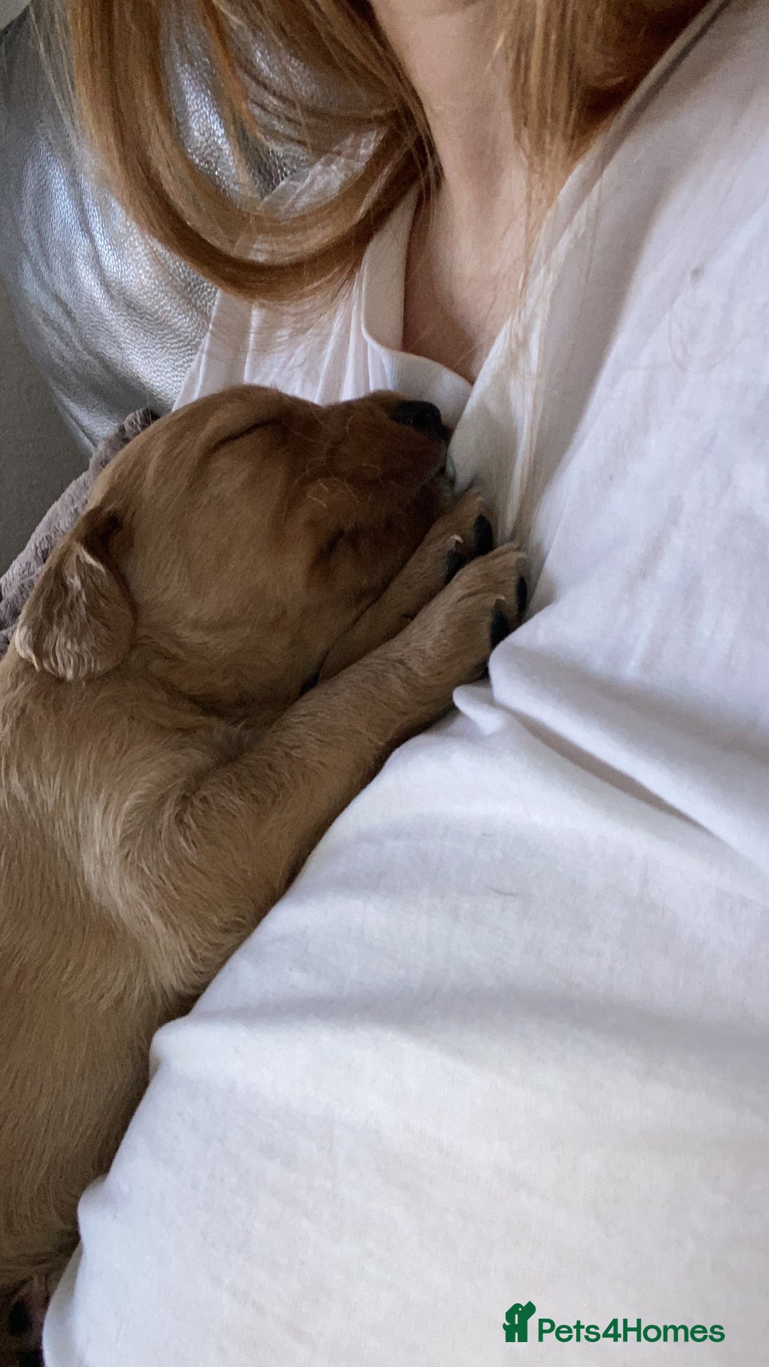 Springador dogs for sale: Labrador puppies - Advert 30