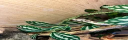 Boa Snake reptiles for sale: Hypo boa het leopard juvenile  - Advert 7