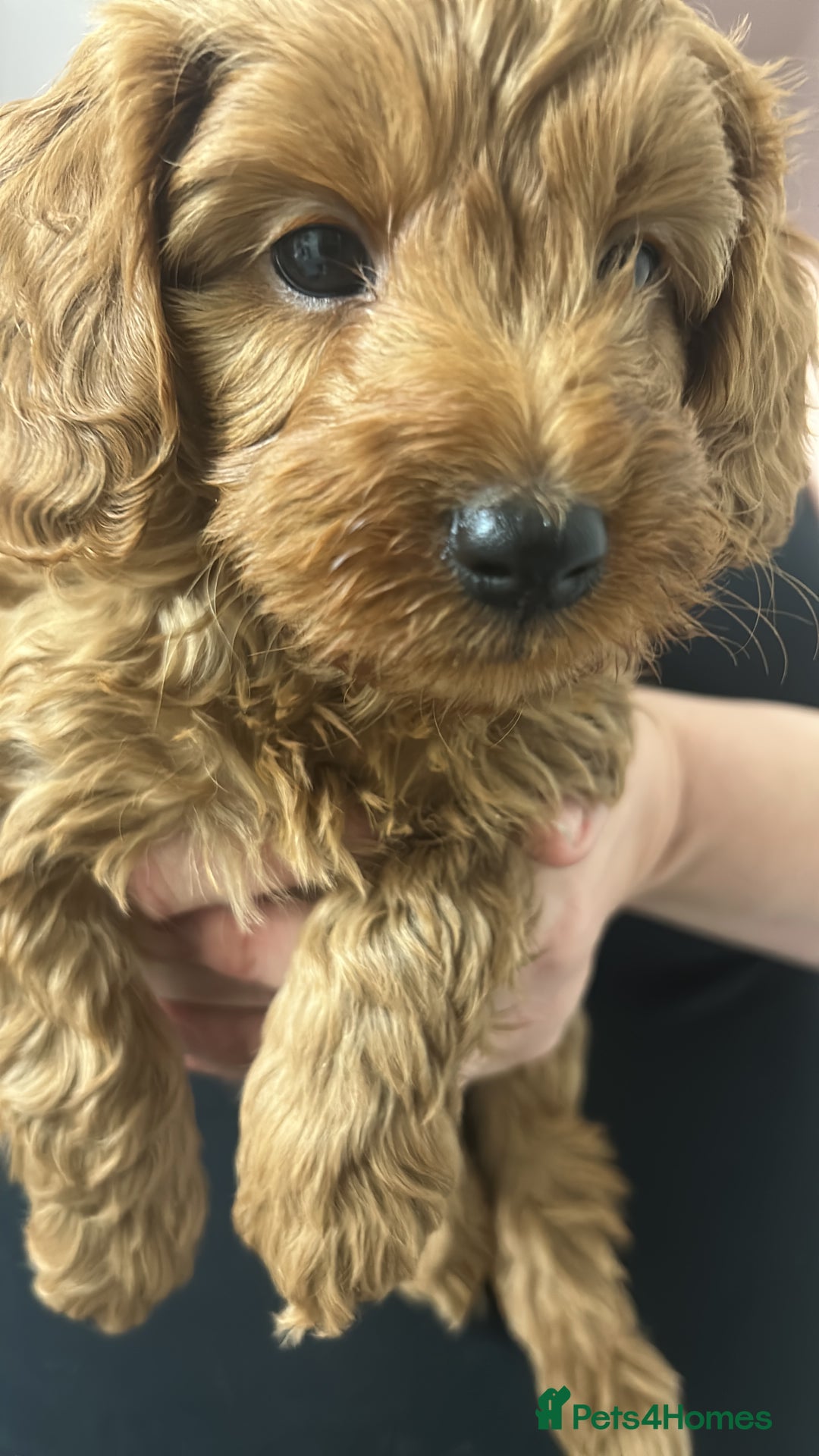 Cavapoo dogs for sale: Cavapoo puppies for sale - Image 22