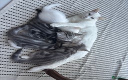 British Shorthair cats for sale: Beautiful British Shorthair/Turkish Angora Kittens - Image 8